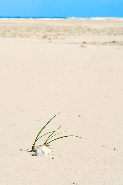 Paisaje Playa Vacía Con Conchas Hierba Marina Surf Agua — Foto de Stock