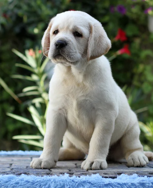 Pequeno Filhote Cachorro Labrador Amarelo Sentado Fundo Azul — Fotografia de Stock