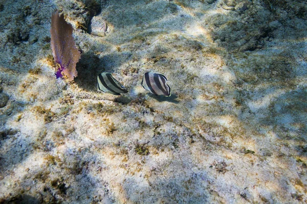 Два Chaetodon Striatus Едят Дне Океана — стоковое фото