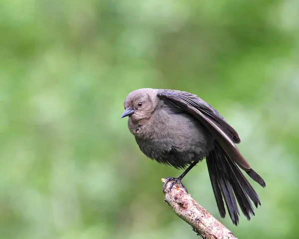 juvenile Brewers blackbird perched on branch with tail fanned out