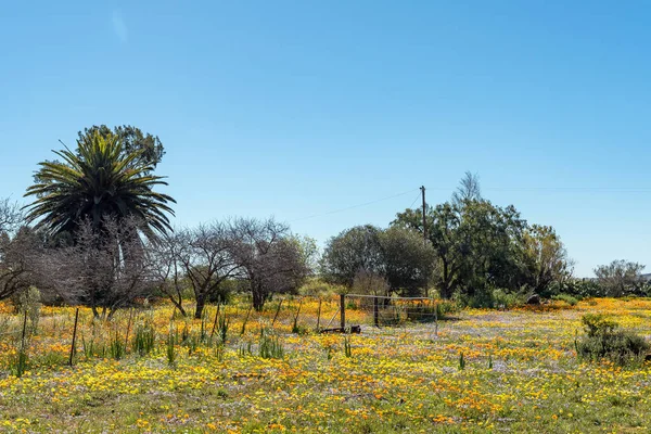 Campo Flores Silvestres Willemsrivier Perto Nieuwoudtville Província Cabo Norte — Fotografia de Stock
