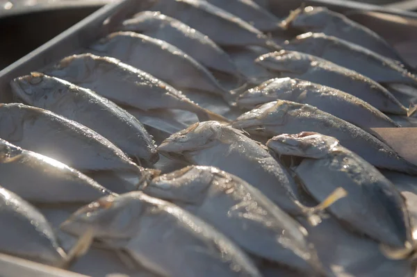 Indian Mackerel Fish Closeup Raw Food — Stock Photo, Image