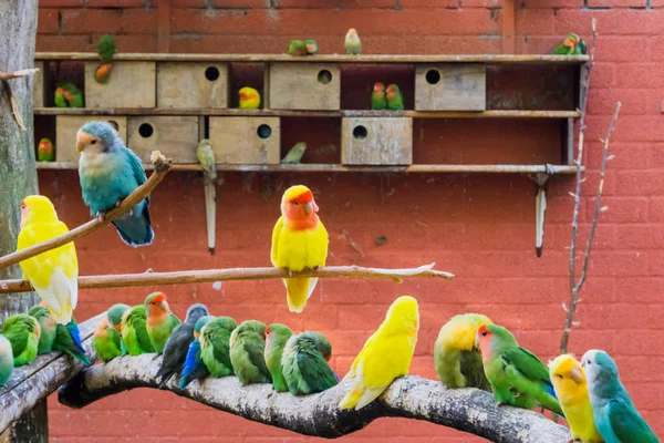 Madártenyésztés Egy Madárház Tele Színes Papagájokkal Nagy Madárcsalád Együtt — Stock Fotó