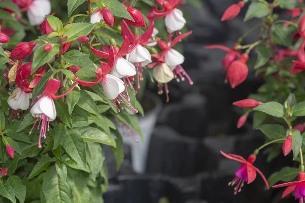 Fuchsia Fleurs Rose Violet Blanc Spring Garden Series Mallorca Espagne — Photo