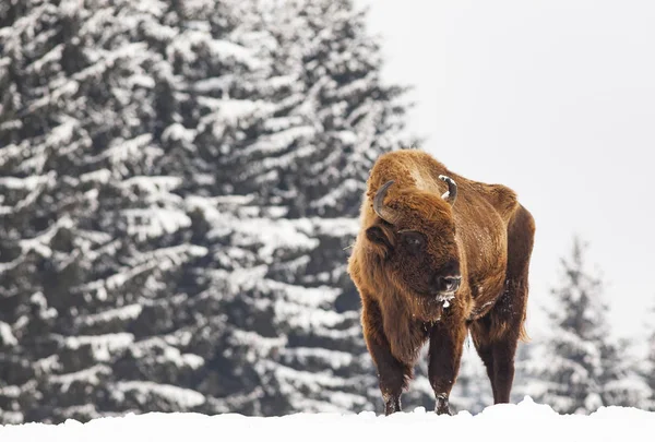 Bizon Evropský Bison Bonasus Zimním Přírodním Prostředí — Stock fotografie