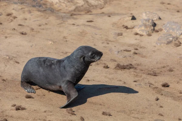 Dětské Lachtan Jihoafrický Cape Cross Kolonii Namibia Safari Wildlife — Stock fotografie