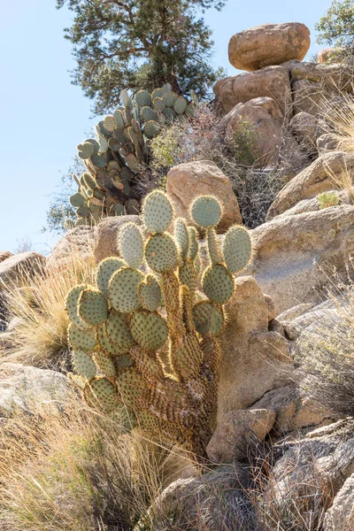 Opuntia Chlorotica Dollarjoint Pricklypear Kaktus Podél Willow Hole Trail Národním — Stock fotografie