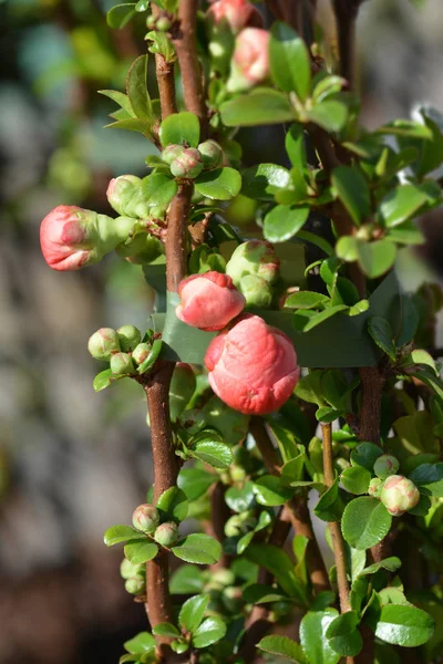 Texas Scarlet Virágzó Quince Latin Név Chaenomeles Superba Texas Scarlet — Stock Fotó