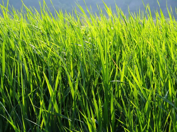 田里的绿草 — 图库照片