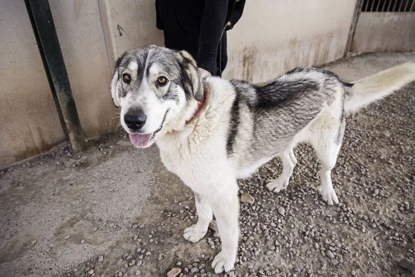 Cão Abandonado Detalhe Animal Resgatado Segunda Oportunidade — Fotografia de Stock