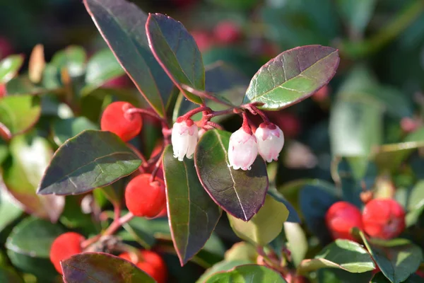 American Wintergreen Flowers Berries Latin Name Gaultheria Procumbens — Stock Photo, Image