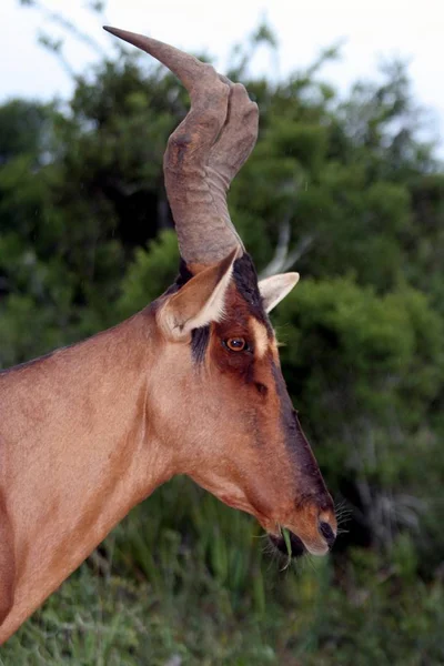 Perfil Belo Antelope Red Hartebeest — Fotografia de Stock