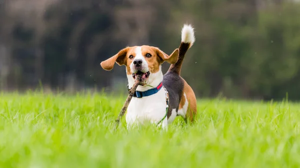 春の間緑のフィールドに棒で犬のビーグルは カメラに向かって実行されます — ストック写真