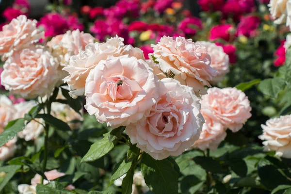 Bloeiende Prachtige Bos Rozen Voorjaarstuin — Stockfoto