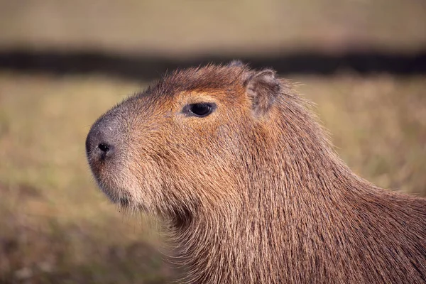 Capibara fotos de stock, imágenes de Capibara sin royalties | Depositphotos