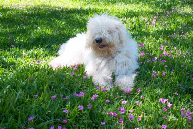 Cute young dog Komondor lying on a flowering meadow clipart