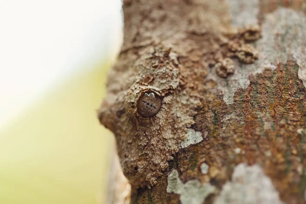 木の樹皮に覆われたモッシーの葉の尾のケコ ウロプラトスSikore Geckoは その周囲と一致するように肌の色を変更する能力を持ちます アンダシベ国立公園 アナマザトラ マダガスカルの野生動物 — ストック写真