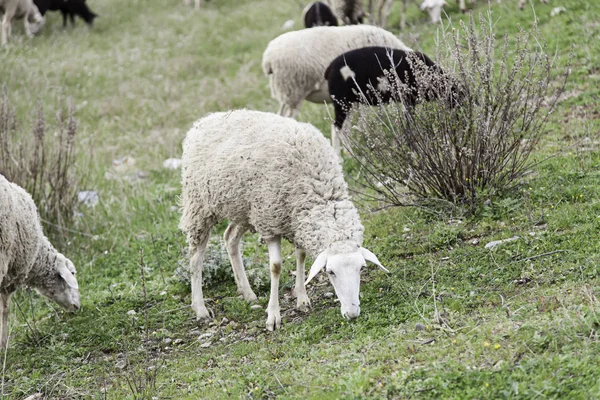 Flock Får Naturen Djur Genom Utfodring Däggdjur Vilda Djur — Stockfoto