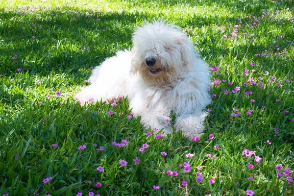 Cão Jovem Bonito Komondor Deitado Prado Florido — Fotografia de Stock