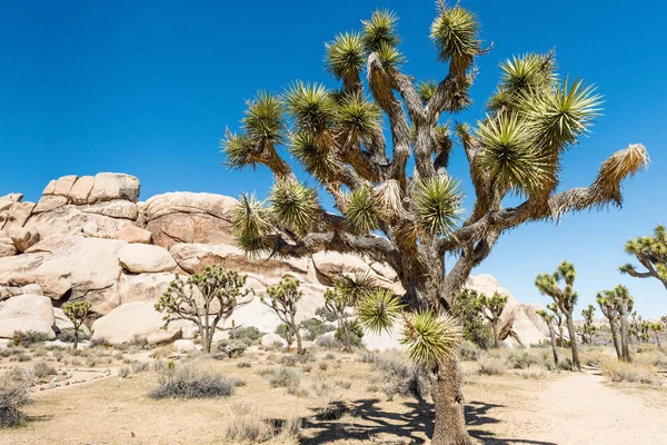 Joshua Träd Yucca Brevifolia Hall Horrors Området Joshua Tree National — Stockfoto