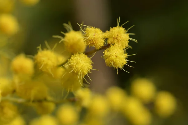 Silver Wattle Latin Name Acacia Dealbata — Stock Photo, Image