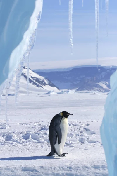 Pingüino Emperador Aptenodytes Forsteri Parado Sobre Hielo Mar Weddell Antártida —  Fotos de Stock