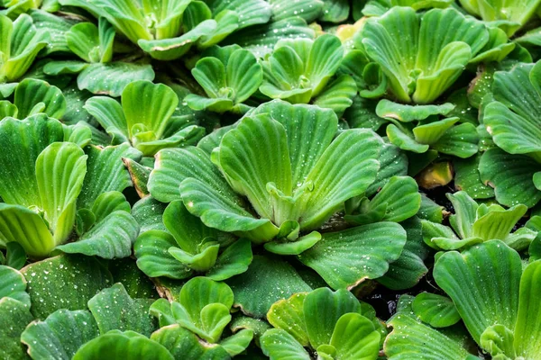 Pistia Stratiotes Water Lettuce Water Cabbage Water Plant Green Background — Stock Photo, Image