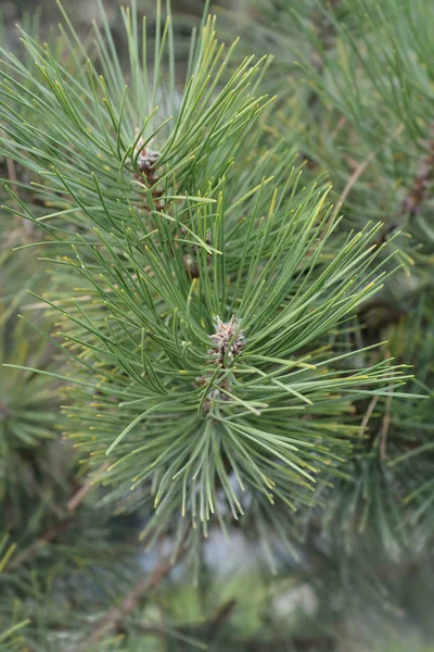 Black Pine Latin Name Pinus Nigra — Stock Photo, Image