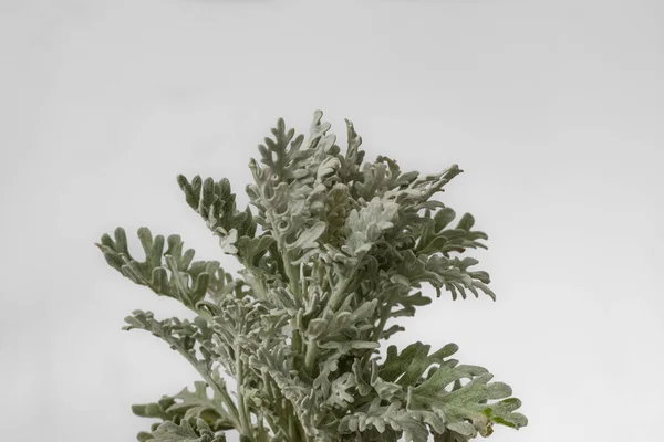 Artemisia Stereriana またはビーチワームウッド ダスティミラー ビーチセージ 老婦人 — ストック写真