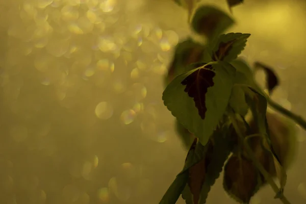 Folhas Verdes Violetas Com Janela Gelada Fundo Luz Rua Dando — Fotografia de Stock