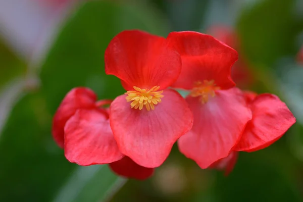 Vörös Viasz Begónia Latin Név Begonia Semperflorens — Stock Fotó