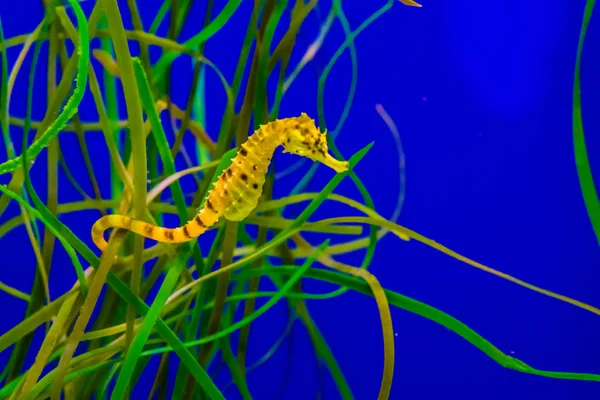 Common Estuary Spotted Yellow Seahorse Hanging Some Grass Tropical Water — Stock Photo, Image