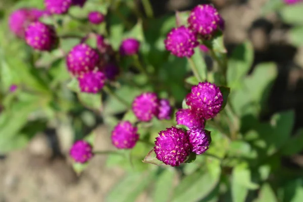 Globe Amaranth Violacea Nombre Latino Gomphrena Globosa Violacea — Foto de Stock