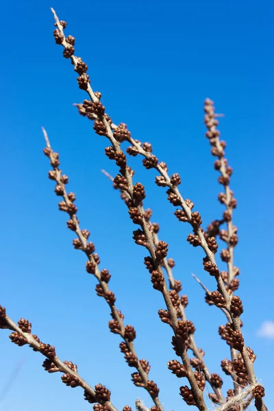 Branches Kidneys Male Sea Buckthorn Spring — Stock Photo, Image