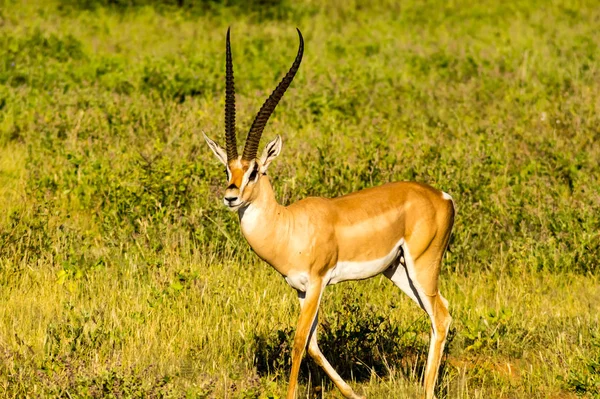 Jovem Antílope Feminina Savana Parque Samburu Centro Quênia — Fotografia de Stock