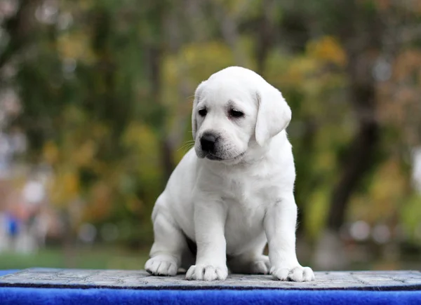 Filhote Cachorro Pequeno Labrador Amarelo Sentado Fundo Azul — Fotografia de Stock