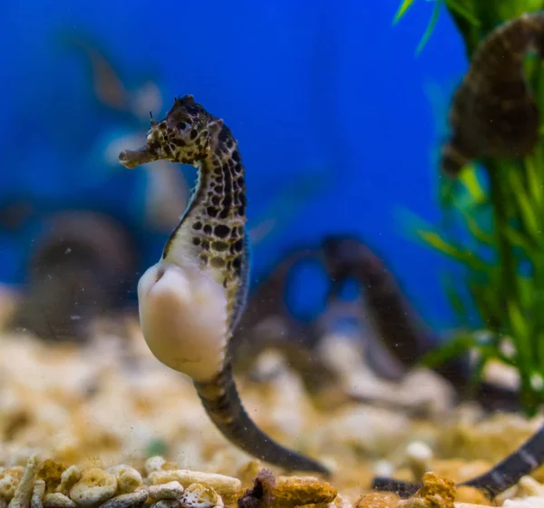 Beautiful Portrait Big Belly Seahorse Popular Pet Aquaculture Tropical Fish — Stock Photo, Image