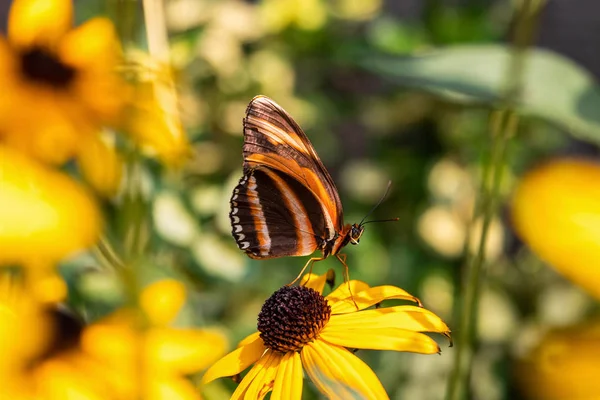 バンドオレンジHeliconian蝶に黄色の茶色の目をしたスーザンの花緑の背景 — ストック写真