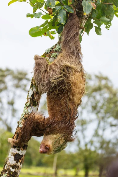 Lenost Stromě Kostarice Střední Amerika — Stock fotografie