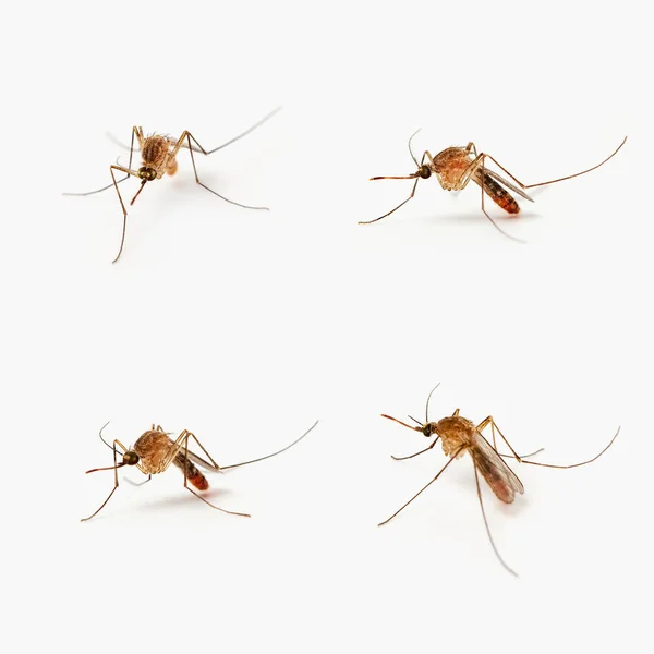 Quatro Mosquitos Isolados Tomados Com Uma Lente Macro Muito Próxima — Fotografia de Stock