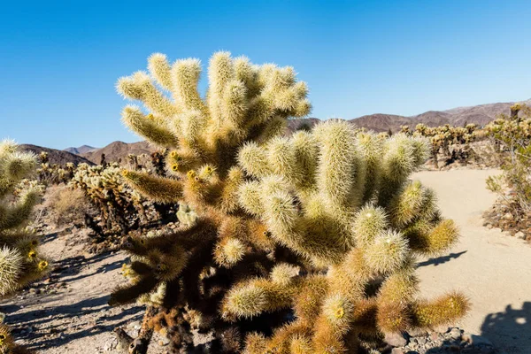 Cholla Kaktus Cylindropuntia Bigelovii Známý Jako Medvědí Cholla Cholla Cactus — Stock fotografie