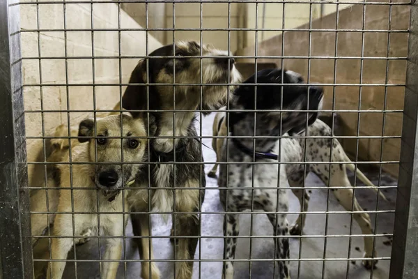 Perrera Para Perros Abandonados Detalle Mascotas Adopción — Foto de Stock