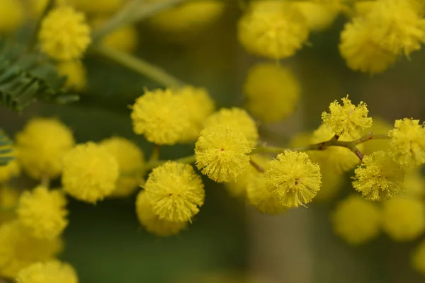 Silver Wattle Latin Name Acacia Dealbata — Stock Photo, Image