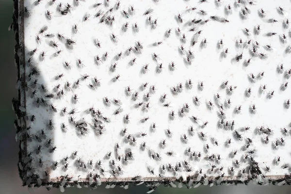 Enxame Formigas Voadoras Reúnem Fundo Branco — Fotografia de Stock