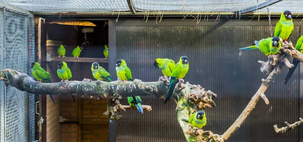 Madár Tele Nanday Conures Népszerű Háziállat Repülés Trópusi Madarak Amerikából — Stock Fotó