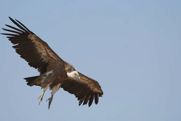 Griffon Vulture Gyps Fulvus 在中央 云中和蓝天中飞行 — 图库照片