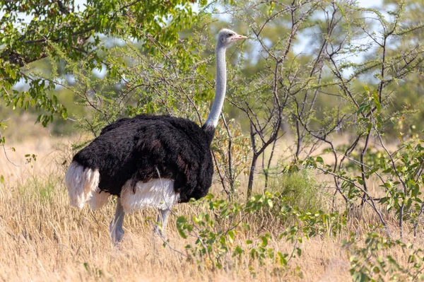 Μεγάλο Πουλί Αρσενικός Στρουθοκάμηλος Struthio Camelus Στο Φυσικό Περιβάλλον Etosha — Φωτογραφία Αρχείου