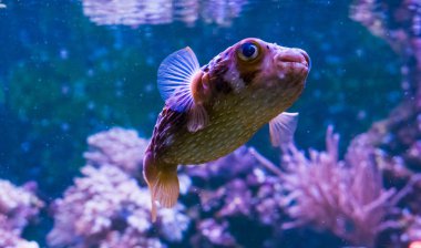 closeup of a freckled porcupine fish, funny aquarium pet from the tropical ocean clipart