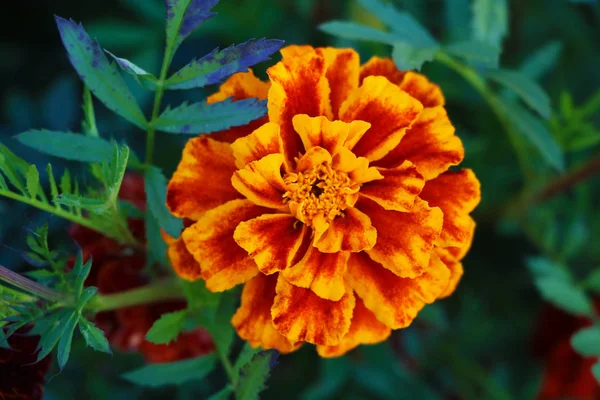 Caléndula Roja Macizo Flores Jardín Primer Plano —  Fotos de Stock