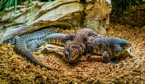 Família Répteis Tegus Gigante Preto Branco Juntos Tegu Deitado Cima — Fotografia de Stock